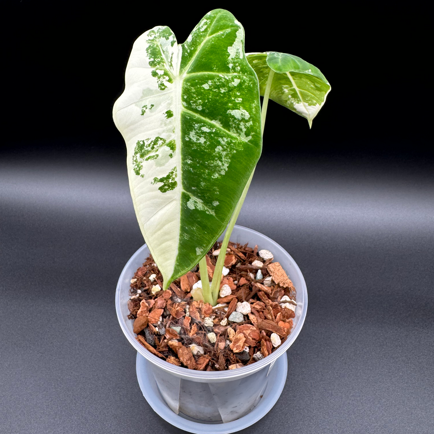 Alocasia Frydek Variegated