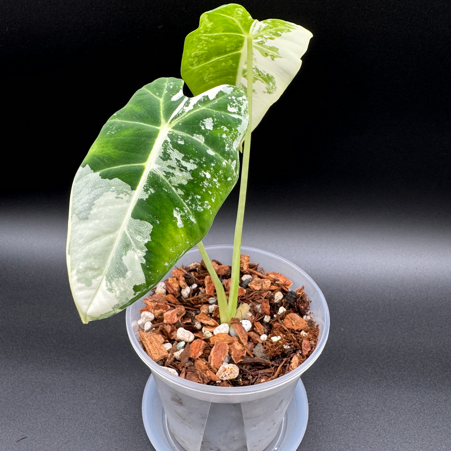 Alocasia Frydek Variegated